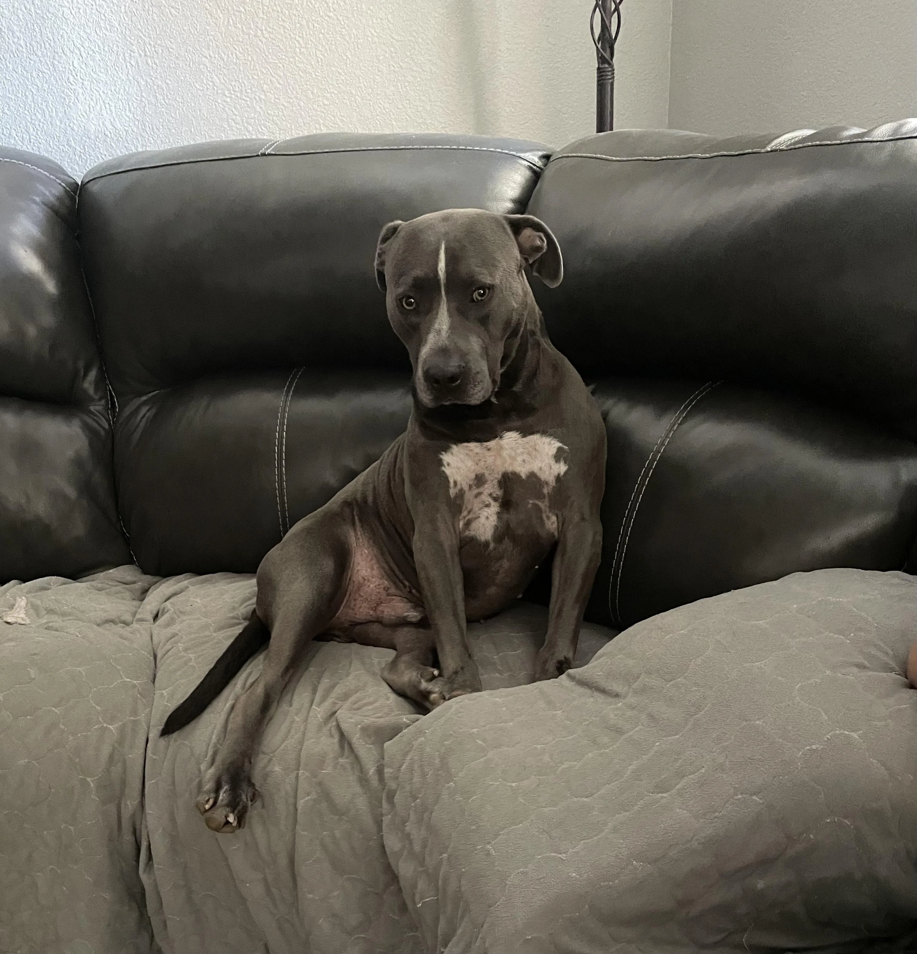 Frankie
