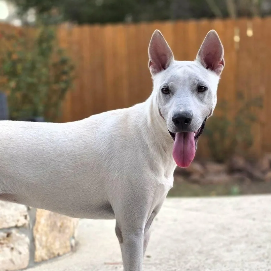 Diva