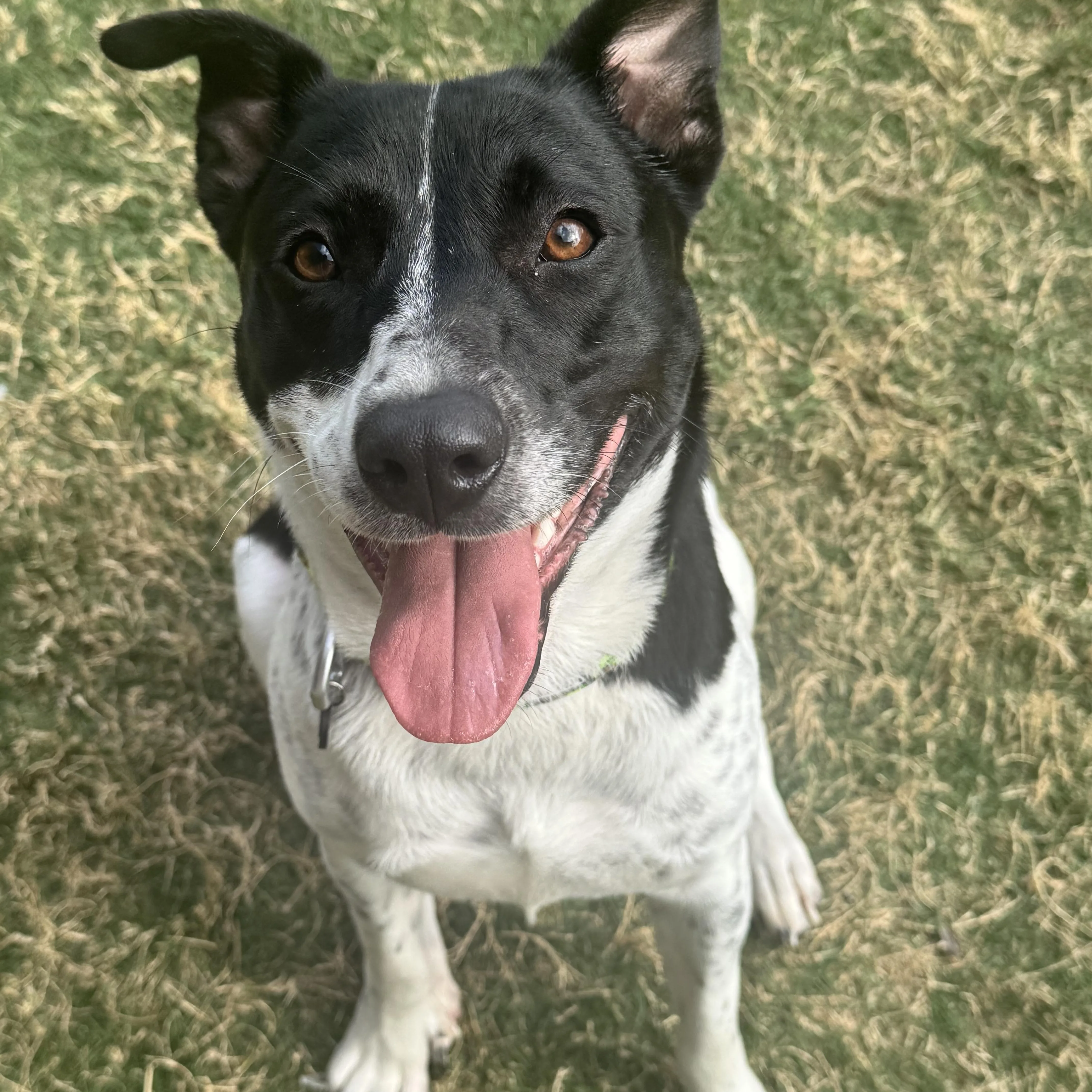 Daisy Sue