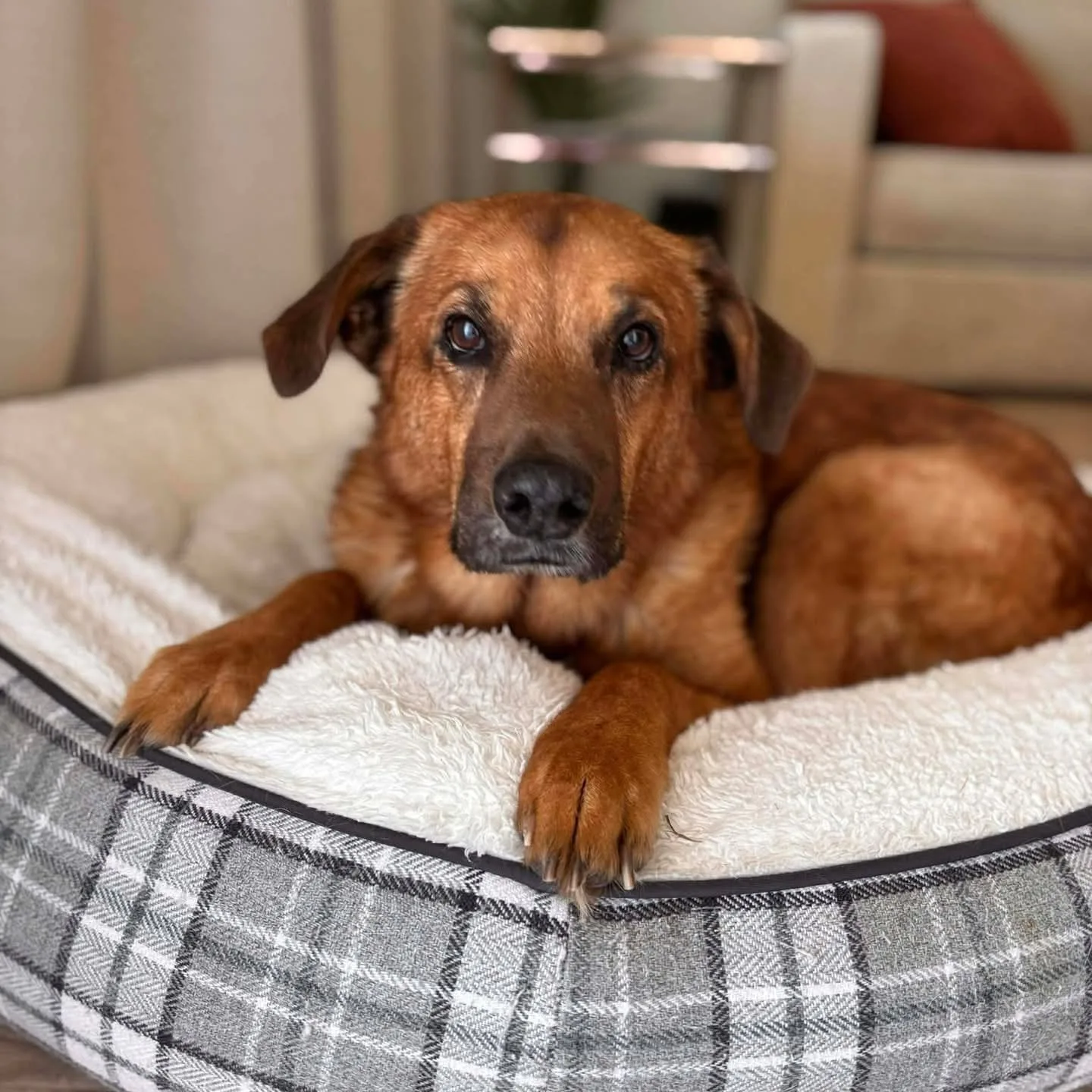 A brown rescue dog resting on a cozy plaid bed