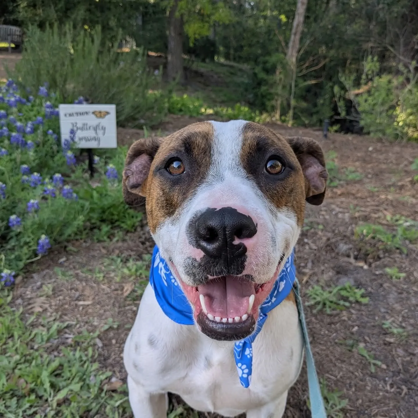 A cheerful dog wearing a blue bandana in a field of bluebonnets