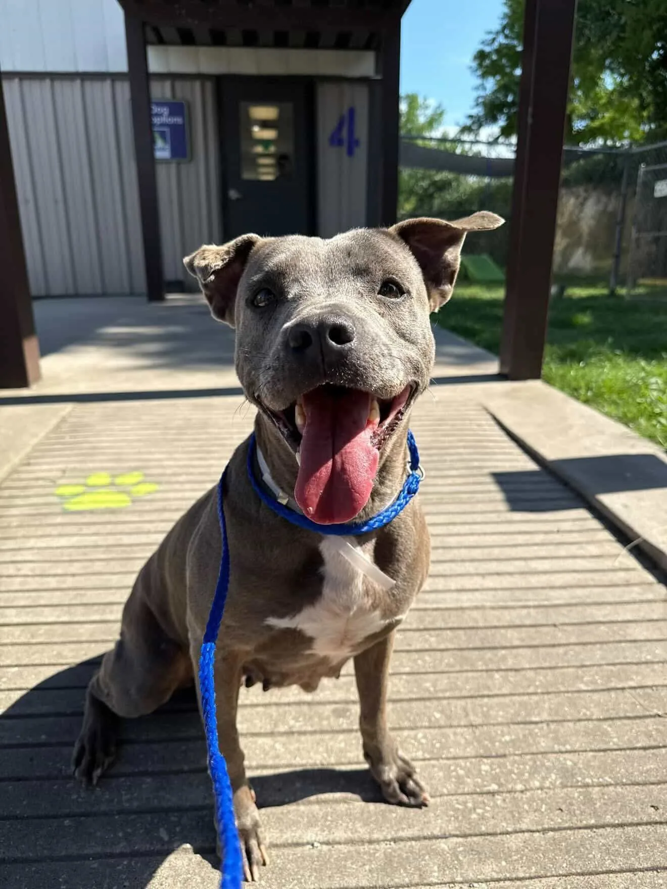 A gray dog wearing a blue collar and leash sitting outdoors