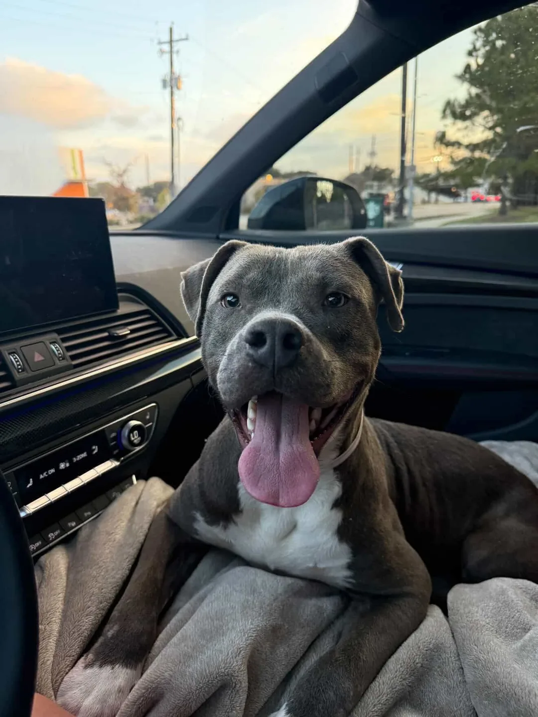 A happy gray-and-white rescue dog rides along on a transport run